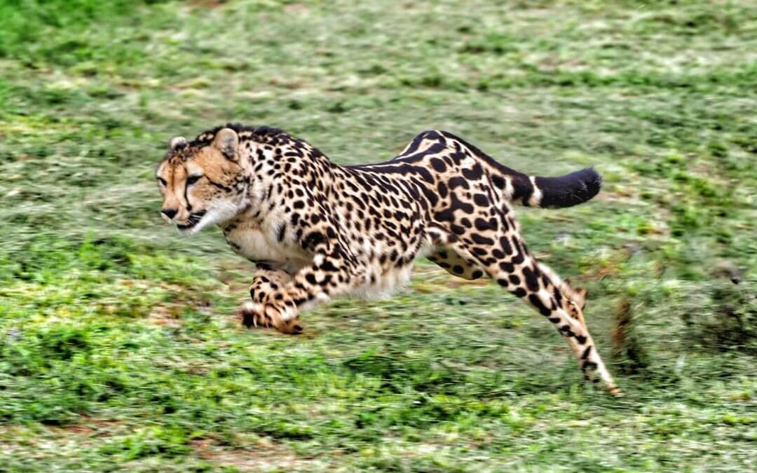 Book a guided tour at the Ann Van Dyk Cheetah Centre