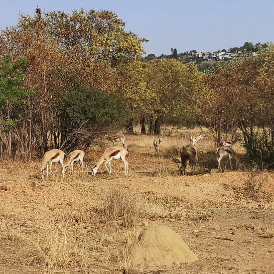 See the Impala at Moreleta Kloof