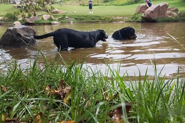 Let your dog run freely at Waterkloof Ridge dog park