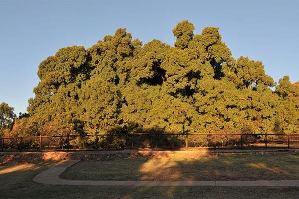 Take a selfie with the 1,000 year old wild fig tree in the Wonderboom Nature Reserve